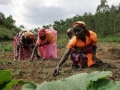 family-farming-3