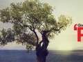 iyspp_banner-2